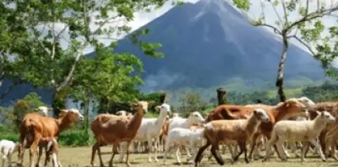 Farm at Hotel Arenal Manoa  3