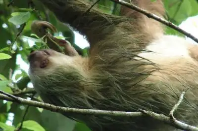 Arenal Natura Arenal Night Tour
