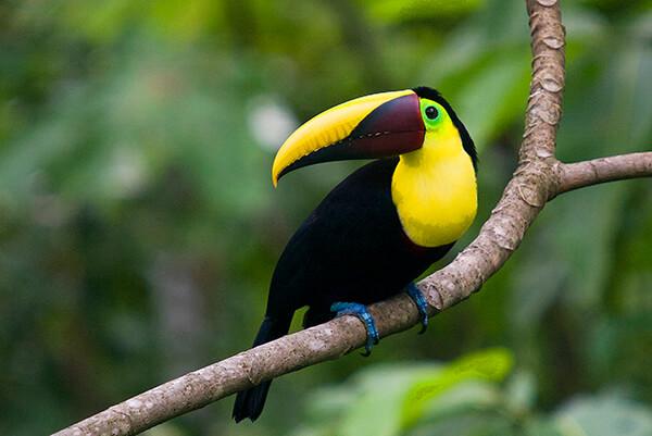 Birding Costa Rica