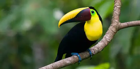 Birding Costa Rica