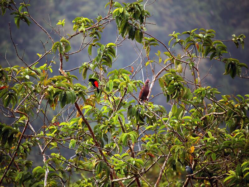 Bird-watching Arenal Volcano
