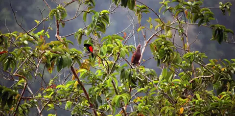 Bird-watching Arenal Volcano