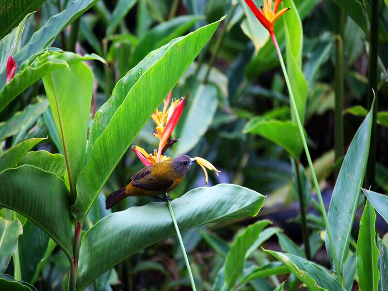 Birding Costa Rica