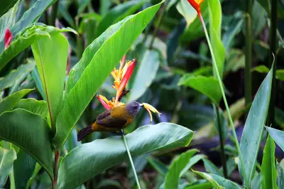 Bird Watching in Arenal Costa Rica