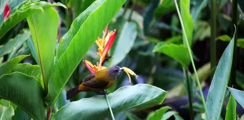 Birding Costa Rica