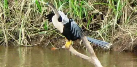 Cano Negro Costa Rica Birds