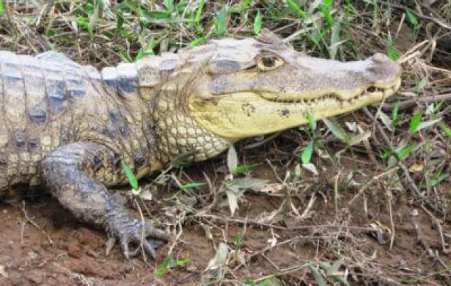 Caño Negro Wildlife Refuge Costa Rica