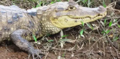 Cano Negro Costa Rica