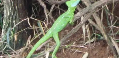 Cano Negro Costa Rica Lizzards