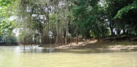Rio Frio Cano Negro Costa Rica