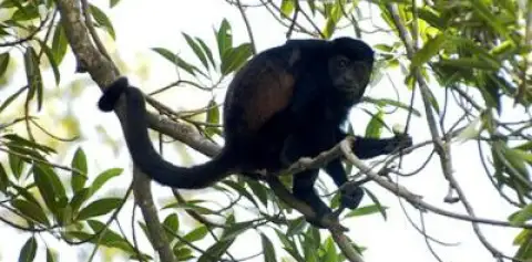 Monkeys Cano Negro Costa Rica