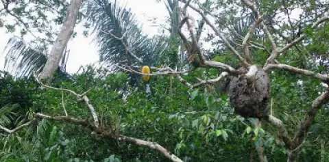 Cano Negro Wildlife Costa Rica