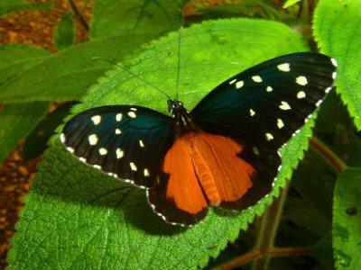 Butterflies on Costa Rica Nature Tours