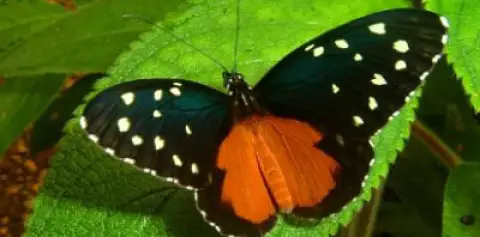 Butterflies on Costa Rica Nature Tours
