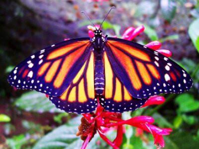 6 x1 Nature Combination Tour Costa Rica