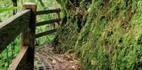 Trails Hanging Bridges Arenal