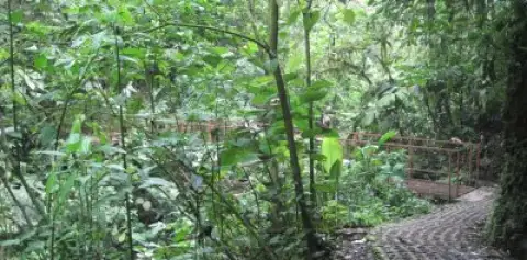 Trails Hanging Bridges Arenal