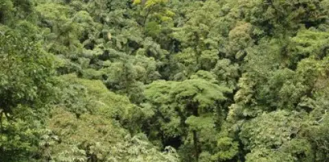 Rainfforest Arenal Hanging Bridges