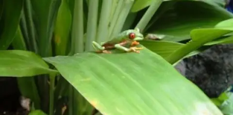 nature hike arenal volcano