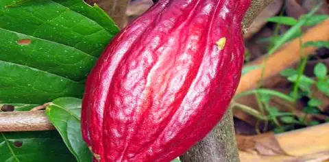Rainforest Chocolate Tour Arenal