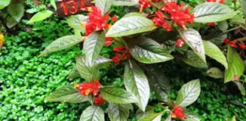 Rainforest Mysteries Tour at Finca Luna Nueva