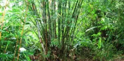 Rainforest Mysteries Tour at Finca Luna Nueva
