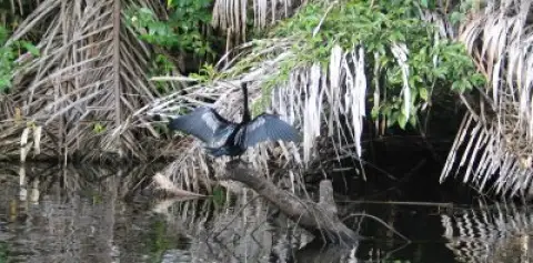 Enjoy Rio Sarapiqui Safari Float Costa Rica
