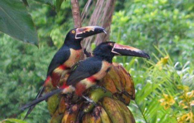 Costa Rica Eco Tours