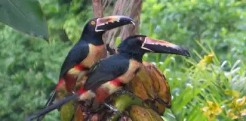 Rio Sarapiqui Safari Float