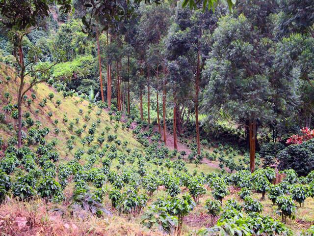 Coffee Plantation Passed on Taxi-Boat-Taxi from Arenal