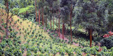 Coffee Plantation Passed on Taxi-Boat-Taxi from Arenal