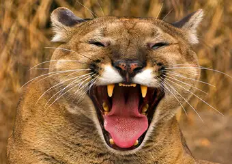 Puma Cat Costa Rica Costa Rica Pumas
