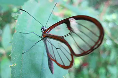 Don't be Fooled by the Monteverde Forest