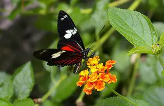 Costa Rica Linnaeus butterfly