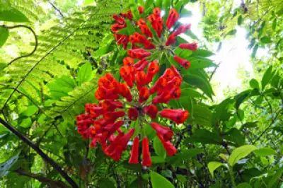 Nature's Colors Costa Rica is a Riot of Color!
