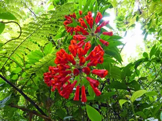 A Riot of Color in Monteverde Cloud Forests