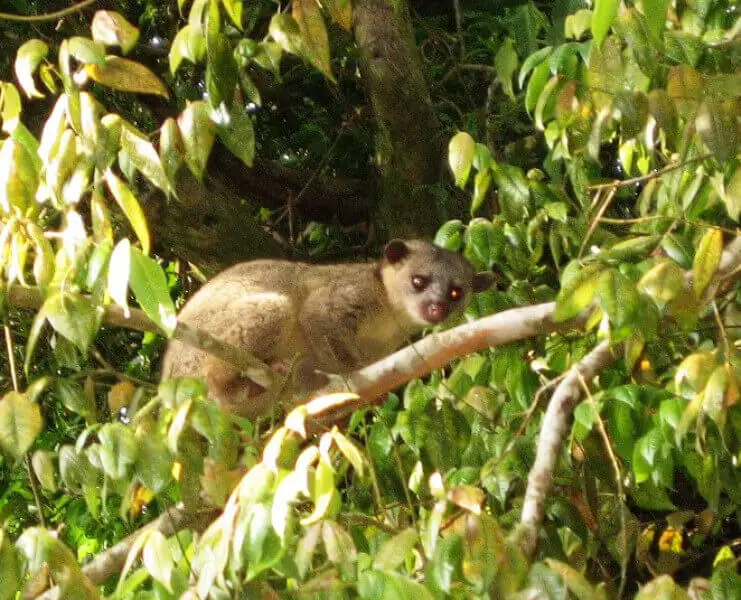 Kinkajou Monteverde Costa Rica