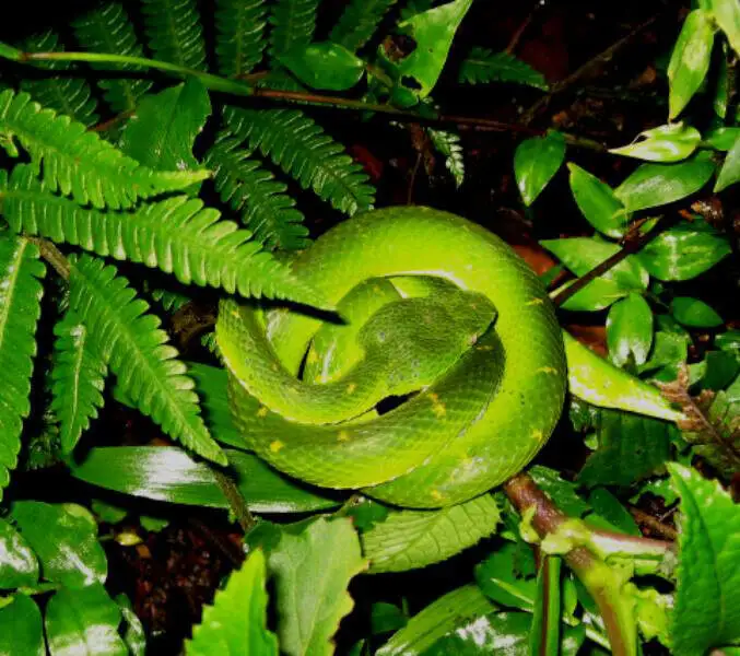 Snake Monteverde Costa Rica