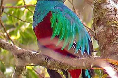 Monteverde Costa Rica and the Famous Quetzals