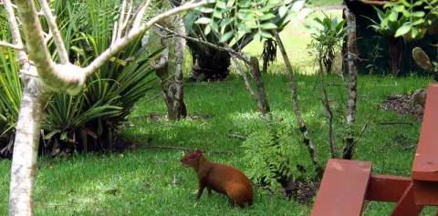 Grounds at Cabanas Los Pinos