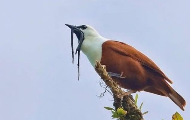 Bird Watching Tours Monteverde Costa Rica