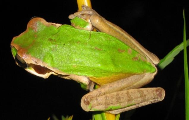 Coffee'N Jungle Night Tour Monteverde Costa Rica