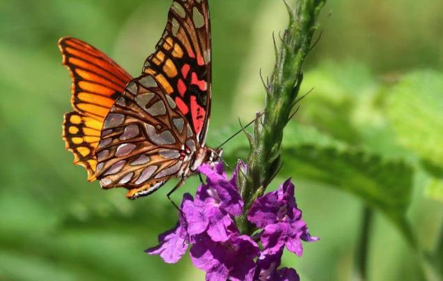Curi-Cancha Refuge Monteverde Costa Rica