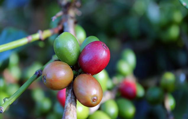 Coffee, Chocolate, Sugar Cane Tours