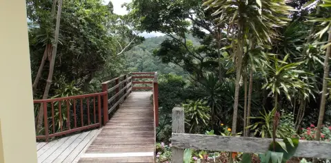 Forest Walkway Hotel Las Orquideas