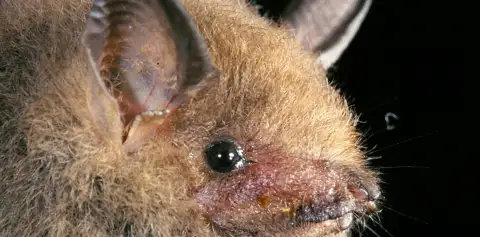 Monteverde Bat Jungle
