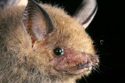 Bat Jungle Costa Rica