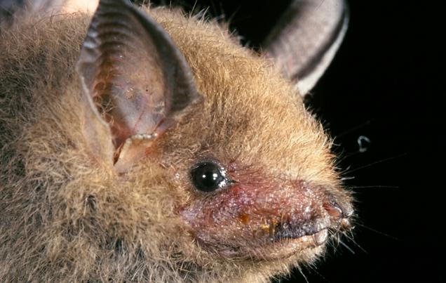 Bat Jungle Costa Rica