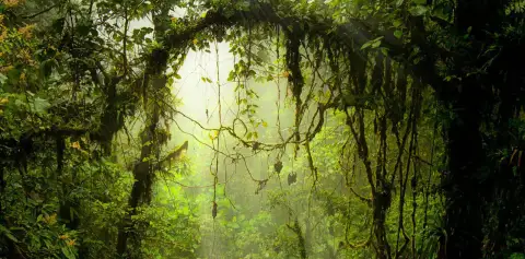 Cloud Forest Monteverde Costa Rica