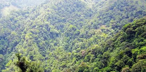 Cloud Forests of Monteverde Costa Rica